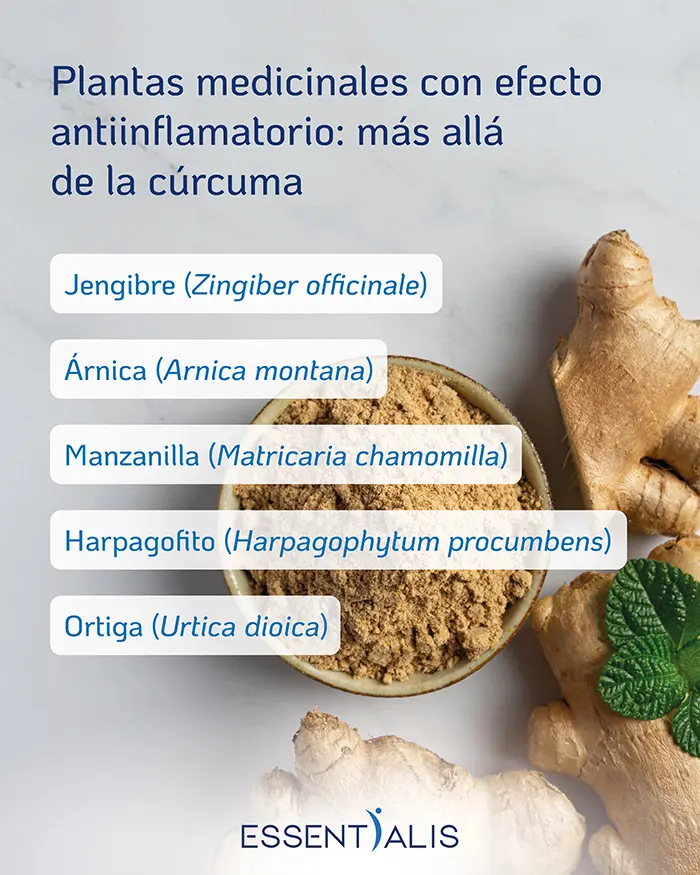 Infografía sobre plantas medicinales con efecto antiinflamatorio natural, incluyendo jengibre, árnica, manzanilla, harpagofito y ortiga.