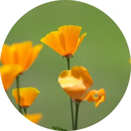 Planta de amapola de California conocida principalmente por sus propiedades ansiolíticas, sedantes, inductoras del sueño, ligeramente analgésicas y antiespasmódicas.