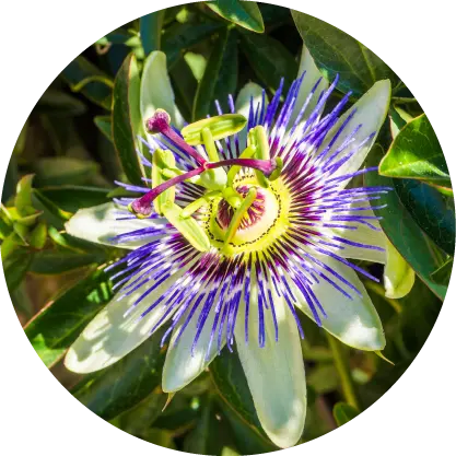 Planta pasiflora