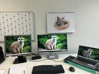 Arbeitsplatz eines Heel Mitarbeiters auf dessen drei Bildschirmen ein Erdmännchen als Hintergrund zu sehen ist. 