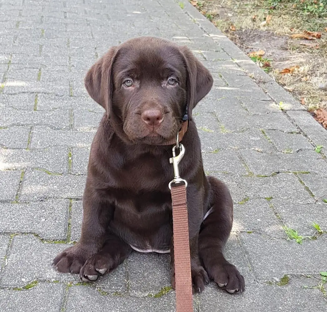 Labrador Welpe eines Heel Mitarbeiters sitzt auf der Straße.