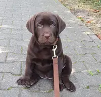 Labrador Welpe eines Heel Mitarbeiters sitzt auf der Straße.