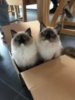 Die Katzen einer Heel Mitarbeiterin sitzen im Karton und schauen neugierig in die Kamera.