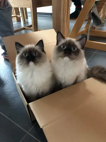 Die Katzen einer Heel Mitarbeiterin sitzen im Karton und schauen neugierig in die Kamera.