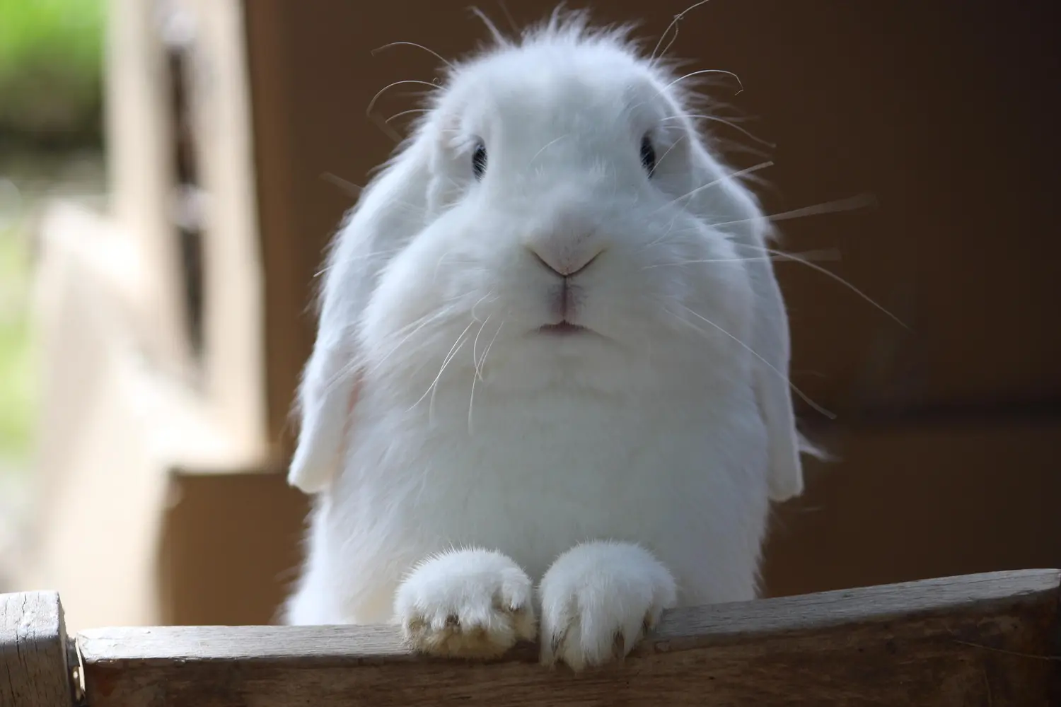 Der Hase eines Heel Mitarbeiters legt die Pfoten auf dem Holz ab und schaut in die Kamera.