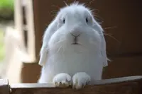 Der Hase eines Heel Mitarbeiters legt die Pfoten auf dem Holz ab und schaut in die Kamera.