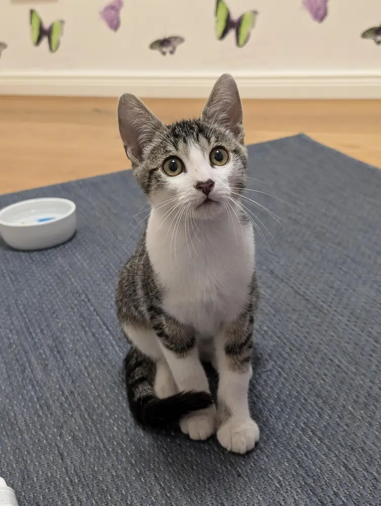 Die Katze einer Heel Mitarbeiterin sitzt auf dem Teppich und schaut in die Kamera.