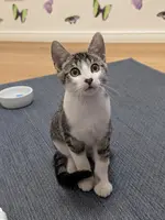 Die Katze einer Heel Mitarbeiterin sitzt auf dem Teppich und schaut in die Kamera.