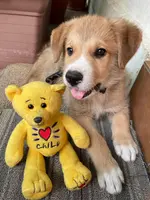 Der Hundewelpe eines Heel Mitarbeiters liegt neben seinem Kuscheltier.