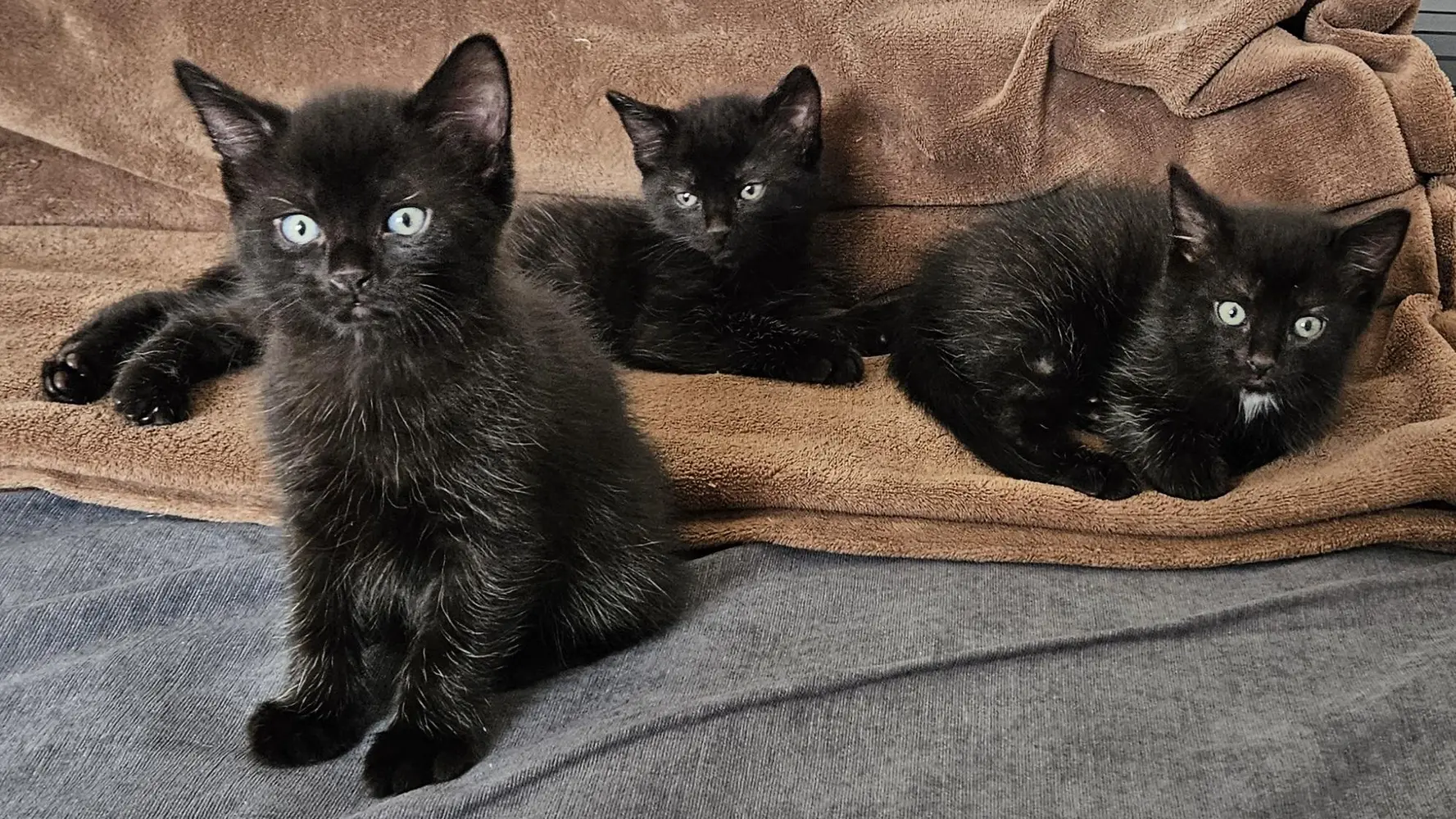 3 schwarze Baby Katzen einer Heel Mitarbeiterin liegen auf einer Decke. 