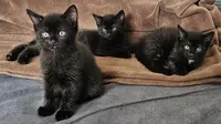 3 schwarze Baby Katzen einer Heel Mitarbeiterin liegen auf einer Decke. 