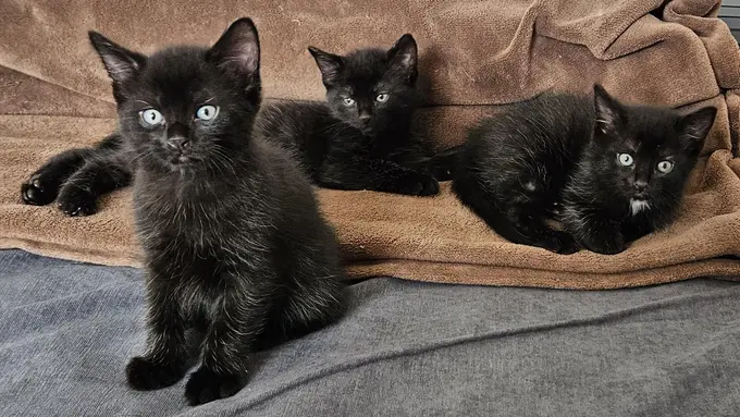 3 schwarze Baby Katzen einer Heel Mitarbeiterin liegen auf einer Decke. 