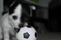 Ein schwarz-weißer Hundewelpe mit einem Fußball schaut in die Kamera. 