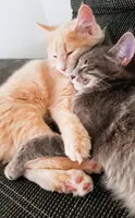Zwei Katzen eines Heel Mitarbeiters kuscheln miteinander. 