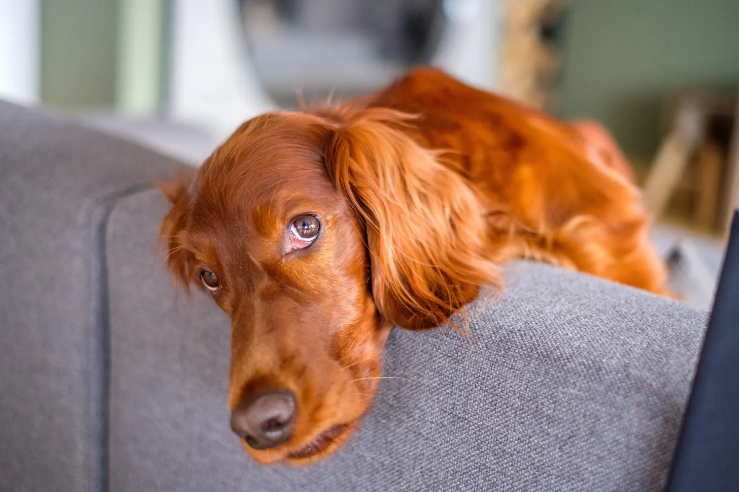 Der Hund eines Heel Mitarbeiters liegt entspannt auf einer Couch.