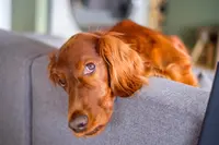 Der Hund eines Heel Mitarbeiters liegt entspannt auf einer Couch.