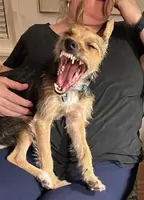 Gähnender Hund auf dem Schoß einer Heel Mitarbeiterin.