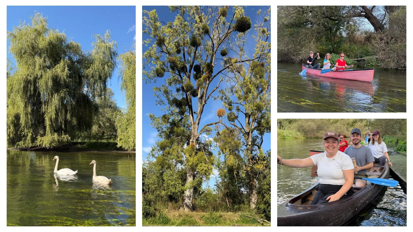 Collage mit zwei Schwänen, Bäumen am Fluss und paddelnden Mitgliedern des Heel HR-Teams bei der Kanutour im Elsass