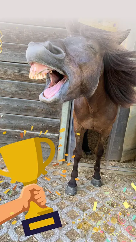 Das Pferd einer Heel Mitarbeiterin hat den Wettbewerb „Schönstes Haustier“ gewonnen. 
