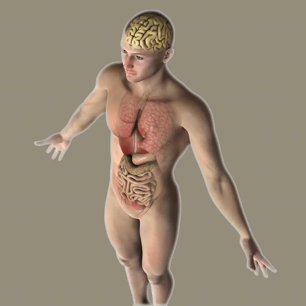 Los microorganismos, actualmente, permiten cultivar artificialmente sustancias como la insulina y las hormonas de crecimiento humano e incluso pueden ser vehículo de administración de fármacos. 