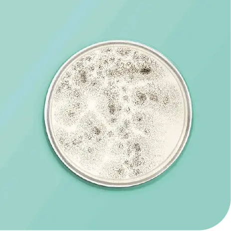 La evolución de la microbiota es un proceso dinámico que viene determinado por el entorno, los hábitos, la alimentación, el estrés, infecciones y/o la toma continuada de medicamentos que alteran la microbiota, como por ejemplo AINEs y antibióticos. Los mayores cambios en la composición se producen entre los cuatro y los doce meses de edad, estabilizándose en la infancia hacia los 2-3 años y afianzándose hacia los 4-5 años en cuanto a diversidad y cantidad. A partir de ahí, esa microbiota adulta e individual nos acompañará durante toda nuestra vida.
