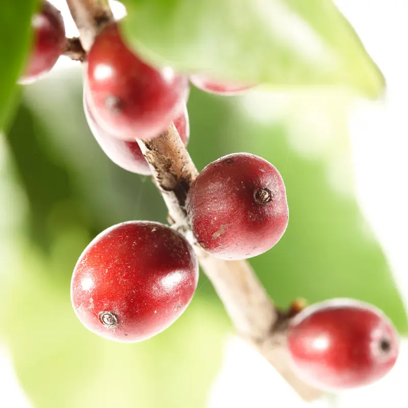 Koffiebonen/Grains de café