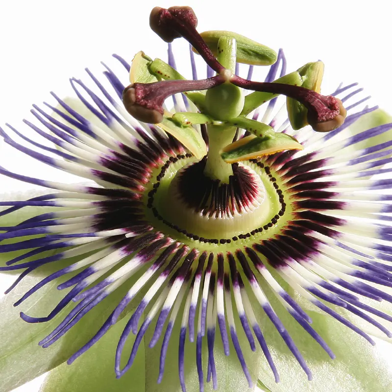 Passiebloem/Passiflore